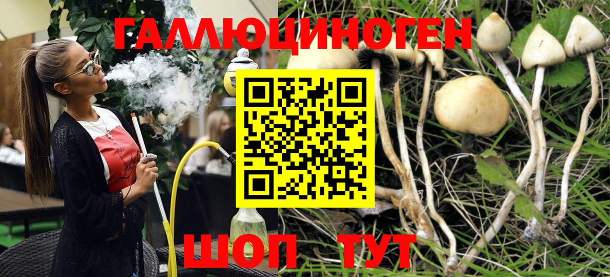 Псилоцибиновые грибы Psilocybine cubensis Среднеуральск